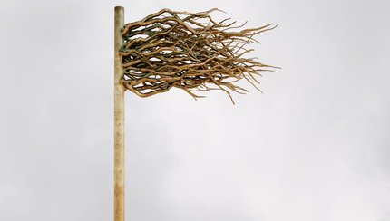 Flag Of Roots